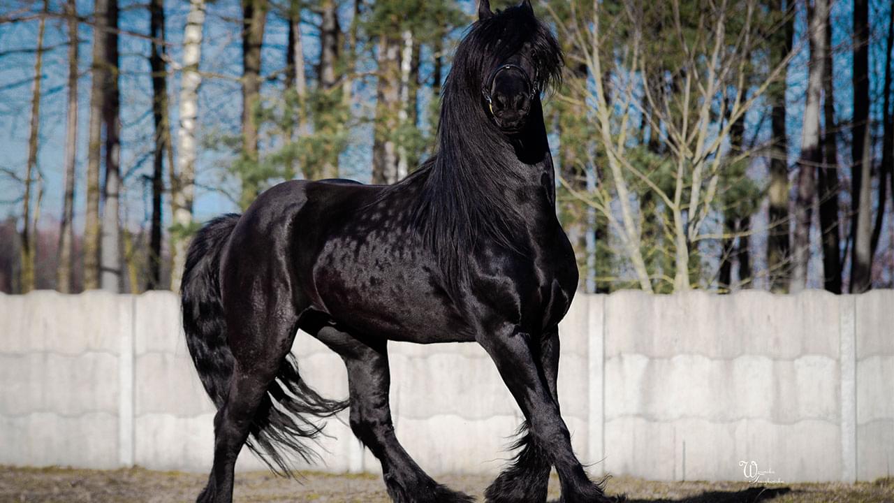 duży czarny koń stojący na tle betonowego ogrodzenia i drzew